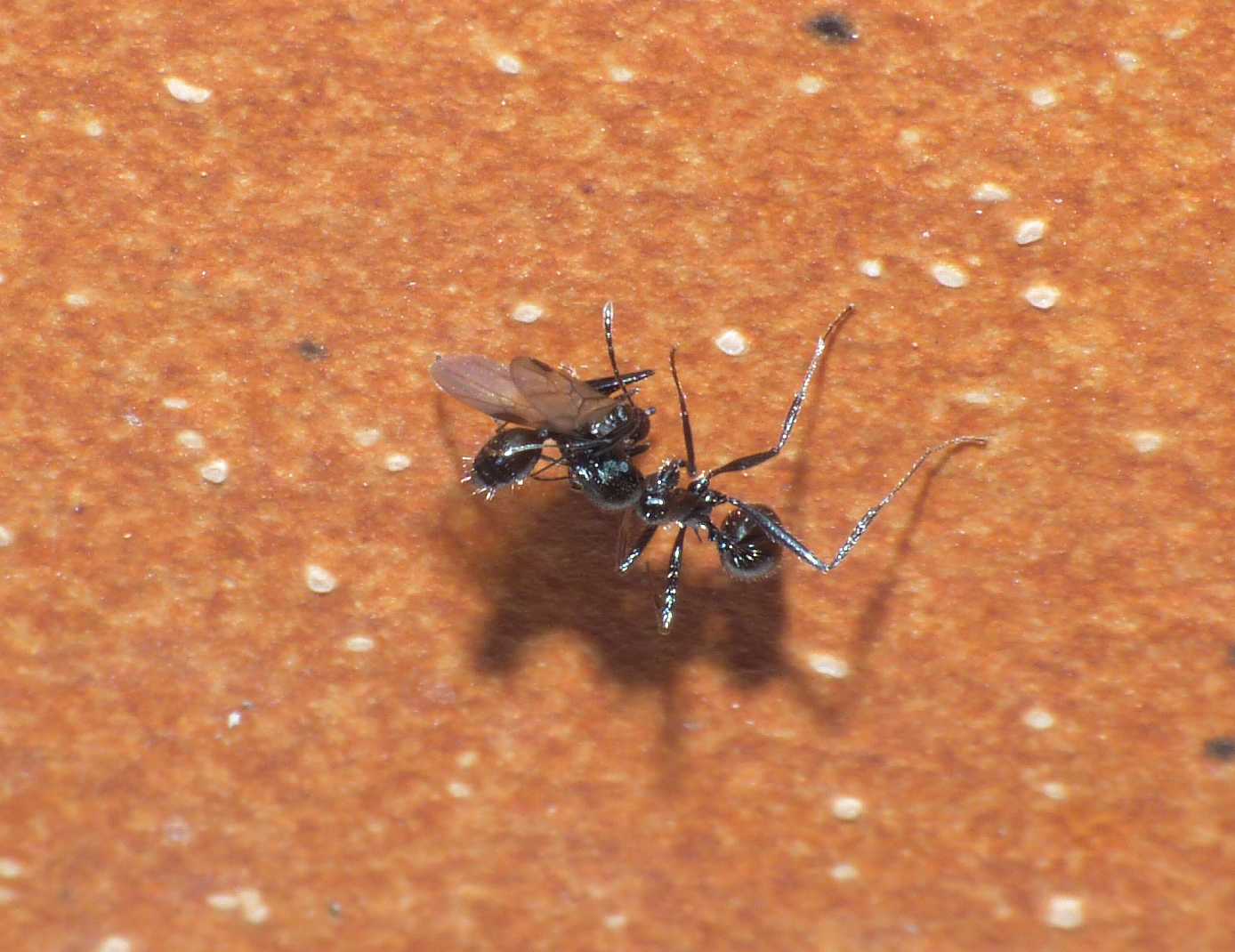 Aphaenogaster spinosa: trasloco in corso